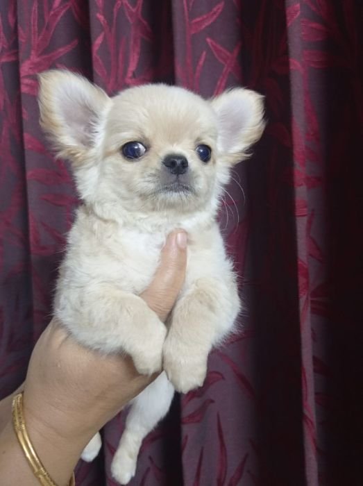 DogsIndia.com - Dr. Sebastin - Rebreu's Chihuahuas