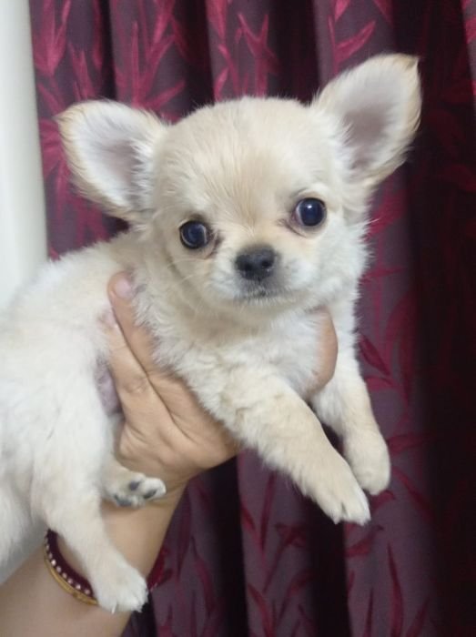 DogsIndia.com - Dr. Sebastin - Rebreu's Chihuahuas