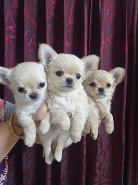DogsIndia.com - Dr. Sebastin - Rebreu's Chihuahuas