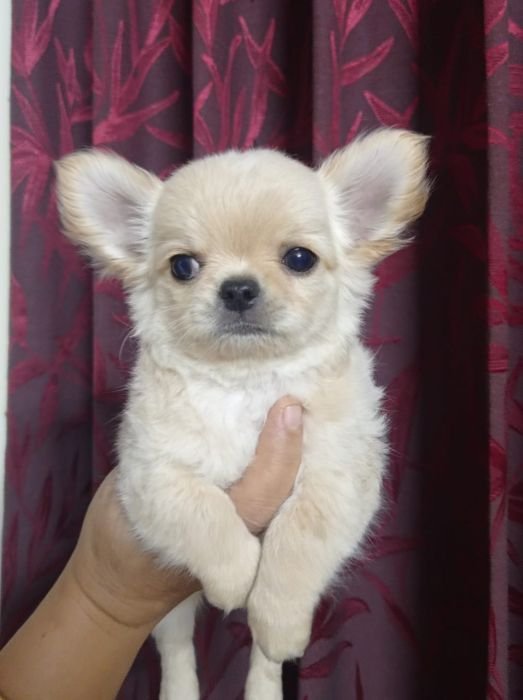 DogsIndia.com - Dr. Sebastin - Rebreu's Chihuahuas