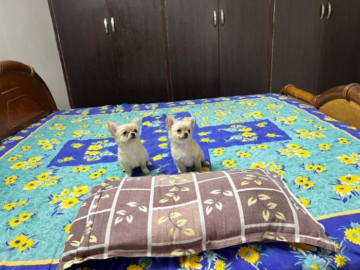 DogsIndia.com - Dr. Sebastin - Rebreu's Chihuahuas