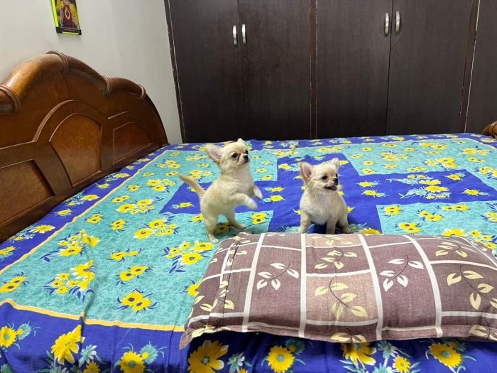 DogsIndia.com - Dr. Sebastin - Rebreu's Chihuahuas