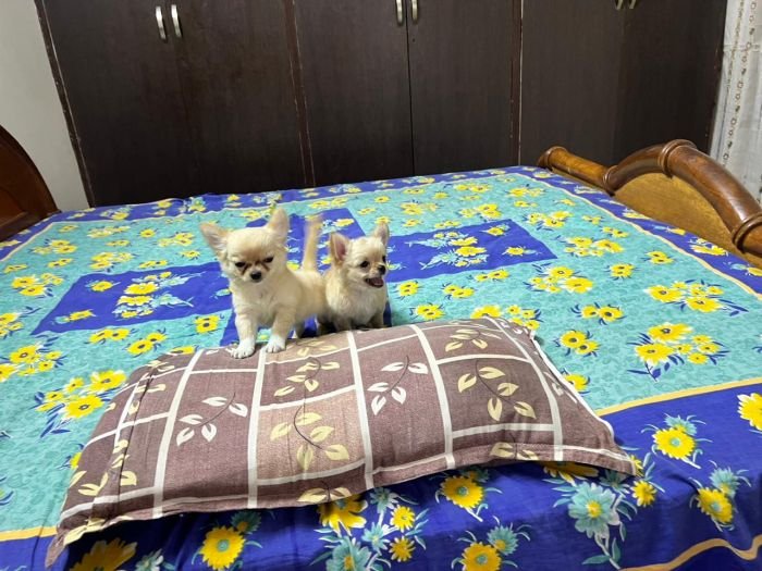 DogsIndia.com - Dr. Sebastin - Rebreu's Chihuahuas