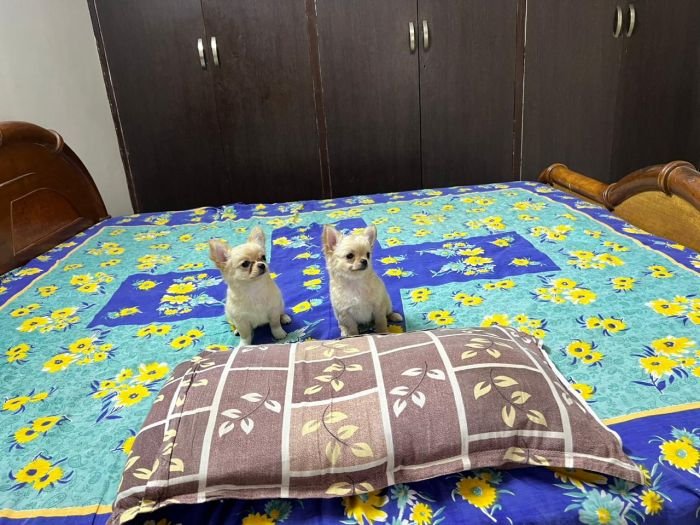 DogsIndia.com - Dr. Sebastin - Rebreu's Chihuahuas