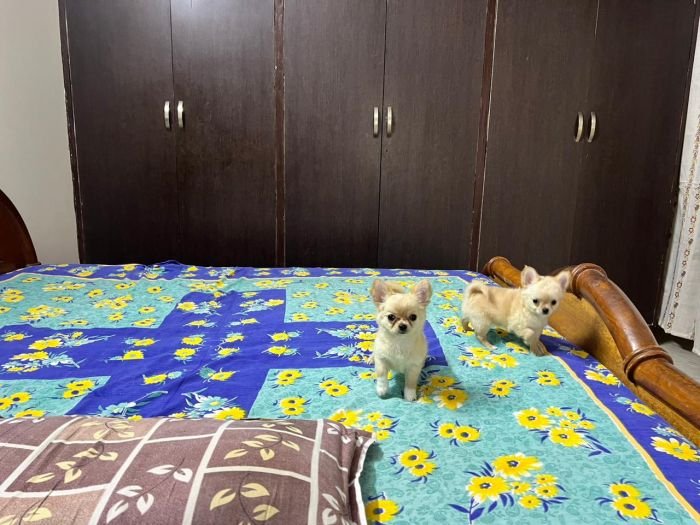 DogsIndia.com - Dr. Sebastin - Rebreu's Chihuahuas