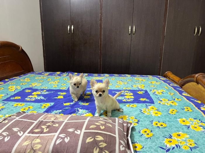 DogsIndia.com - Dr. Sebastin - Rebreu's Chihuahuas
