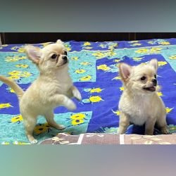 DogsIndia.com - Dr. Sebastin - Rebreu's Chihuahuas
