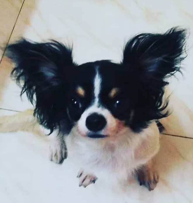 DogsIndia.com - Chihuahua Long Coat - Vignesh
