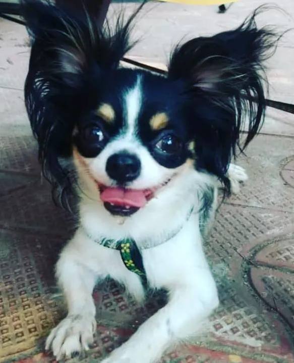 DogsIndia.com - Chihuahua Long Coat - Vignesh