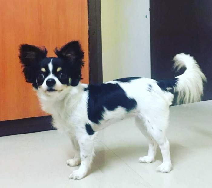 DogsIndia.com - Chihuahua Long Coat - Vignesh