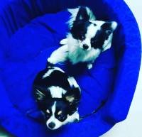 DogsIndia.com - Chihuahua Long Coat - Vignesh