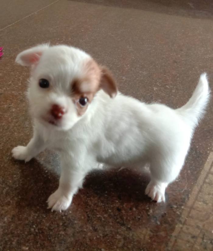 DogsIndia.com - Chihuahua Long Coat - Vignesh