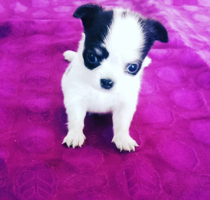 DogsIndia.com - Chihuahua Long Coat - Vignesh
