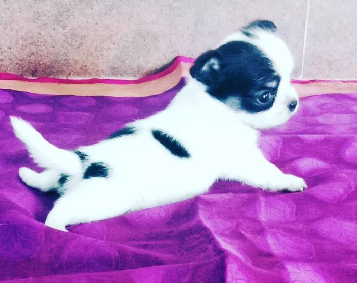 DogsIndia.com - Chihuahua Long Coat - Vignesh