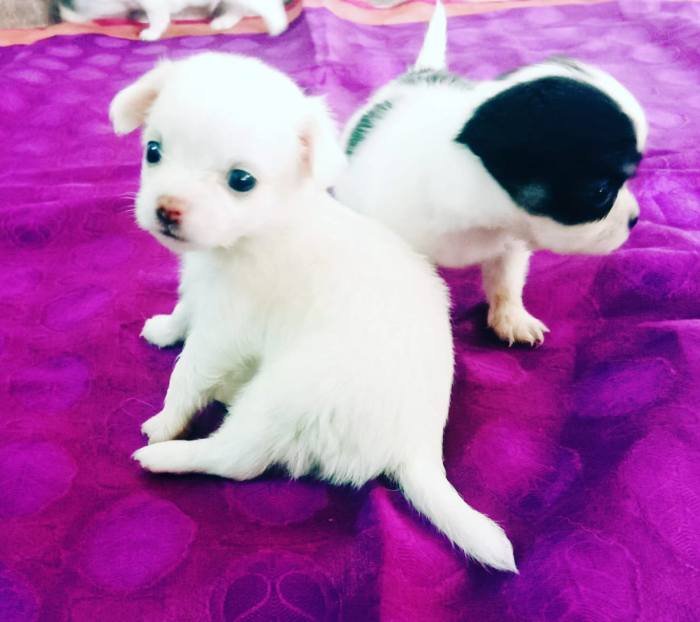 DogsIndia.com - Chihuahua Long Coat - Vignesh