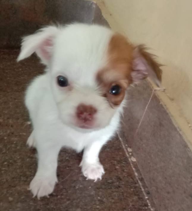 DogsIndia.com - Chihuahua Long Coat - Vignesh