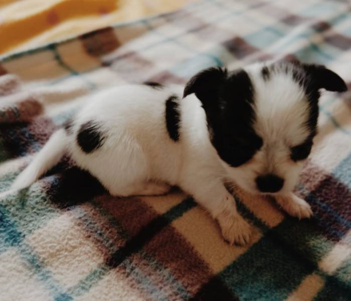 DogsIndia.com - Chihuahua Long Coat - Vignesh
