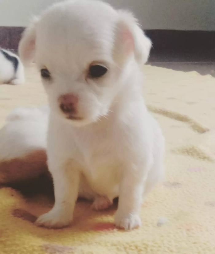DogsIndia.com - Chihuahua Long Coat - Vignesh