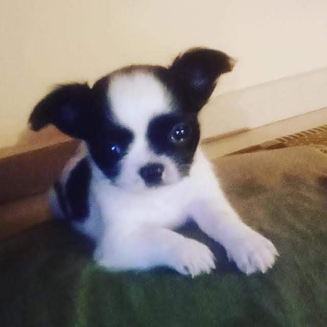 DogsIndia.com - Chihuahua Long Coat - Vignesh