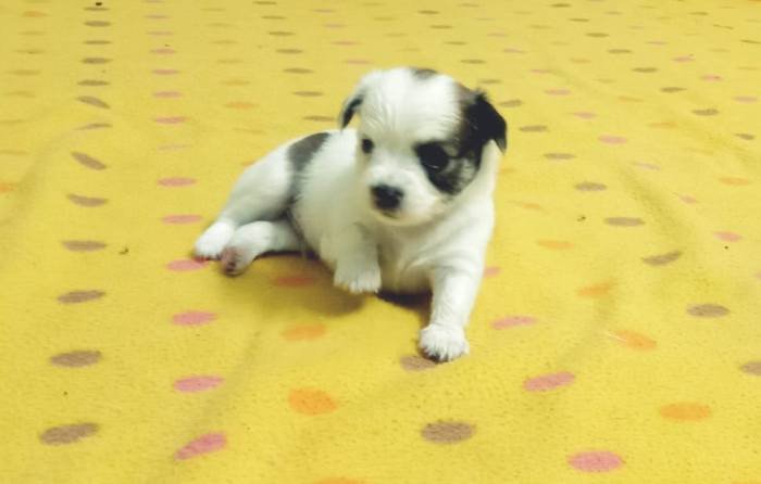 DogsIndia.com - Chihuahua Long Coat - Vignesh