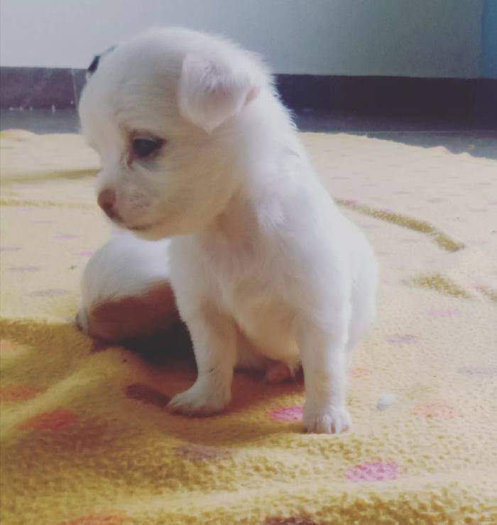DogsIndia.com - Chihuahua Long Coat - Vignesh