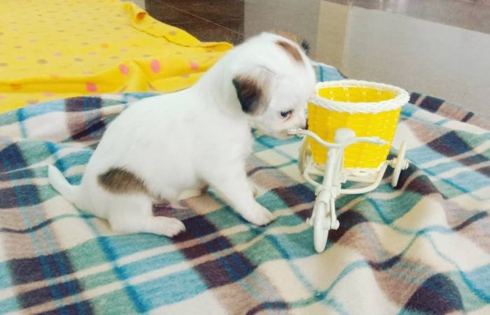 DogsIndia.com - Chihuahua Long Coat - Vignesh