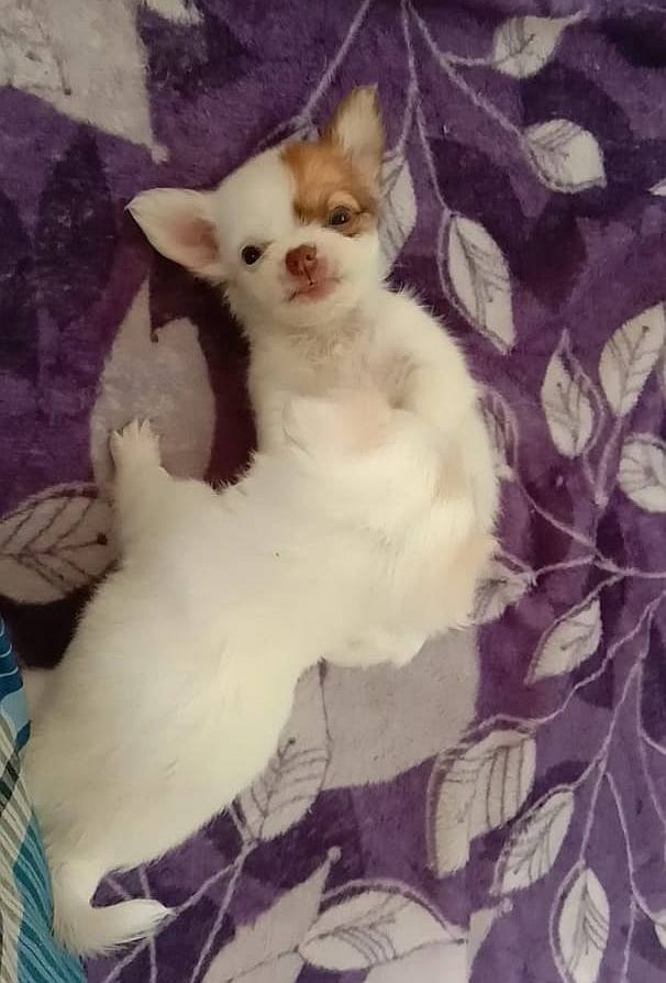 DogsIndia.com - Chihuahua Long Coat - Vignesh