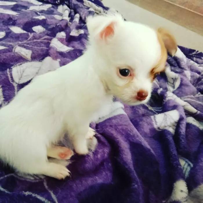 DogsIndia.com - Chihuahua Long Coat - Vignesh