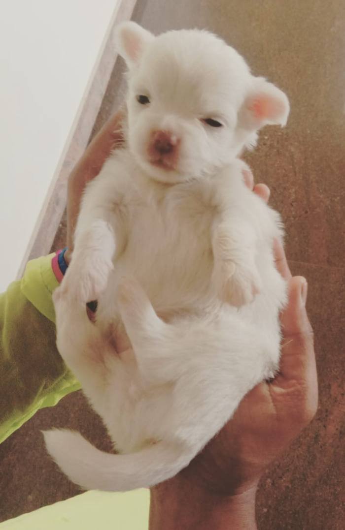 DogsIndia.com - Chihuahua Long Coat - Vignesh