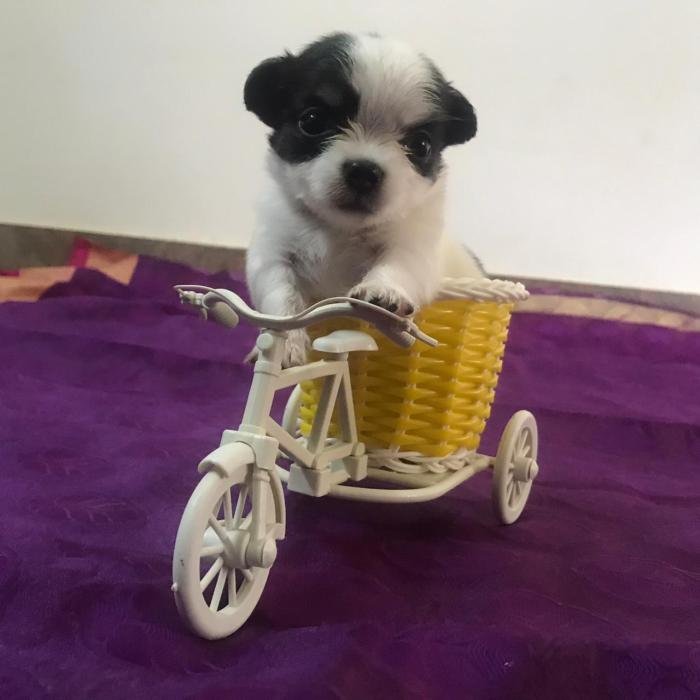 DogsIndia.com - Chihuahua Long Coat - Vignesh