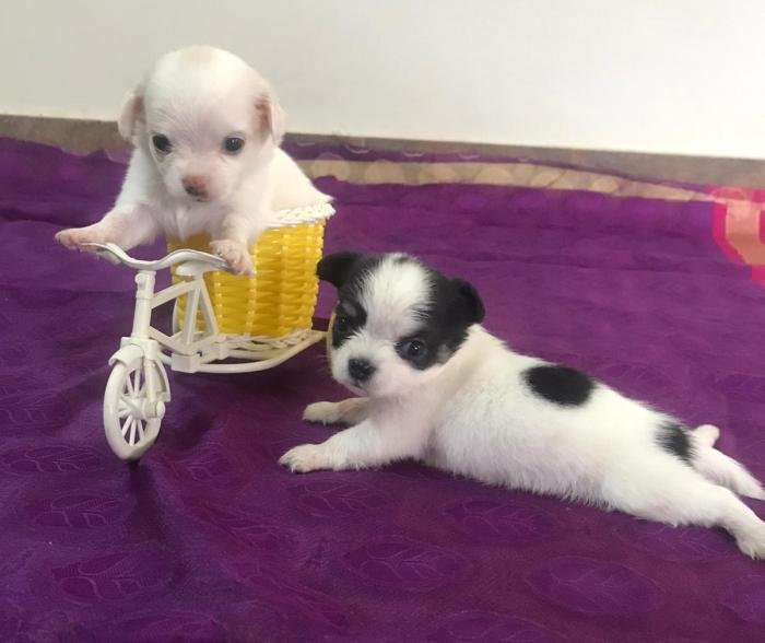 DogsIndia.com - Chihuahua Long Coat - Vignesh