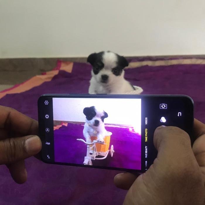 DogsIndia.com - Chihuahua Long Coat - Vignesh