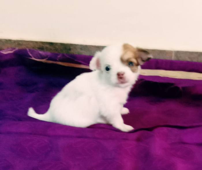 DogsIndia.com - Chihuahua Long Coat - Vignesh
