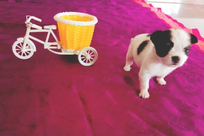 DogsIndia.com - Chihuahua Long Coat - Vignesh