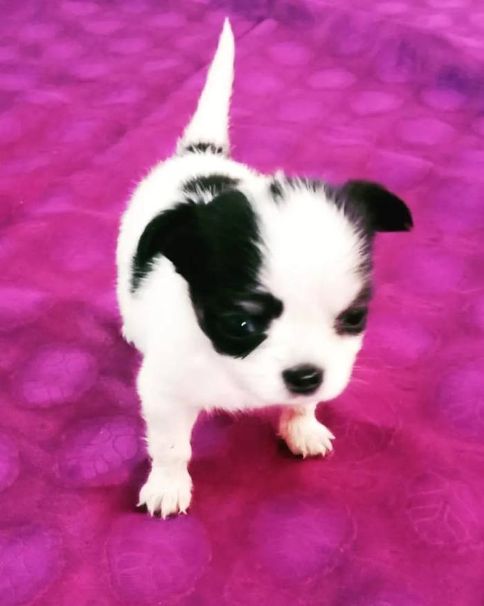 DogsIndia.com - Chihuahua Long Coat - Vignesh
