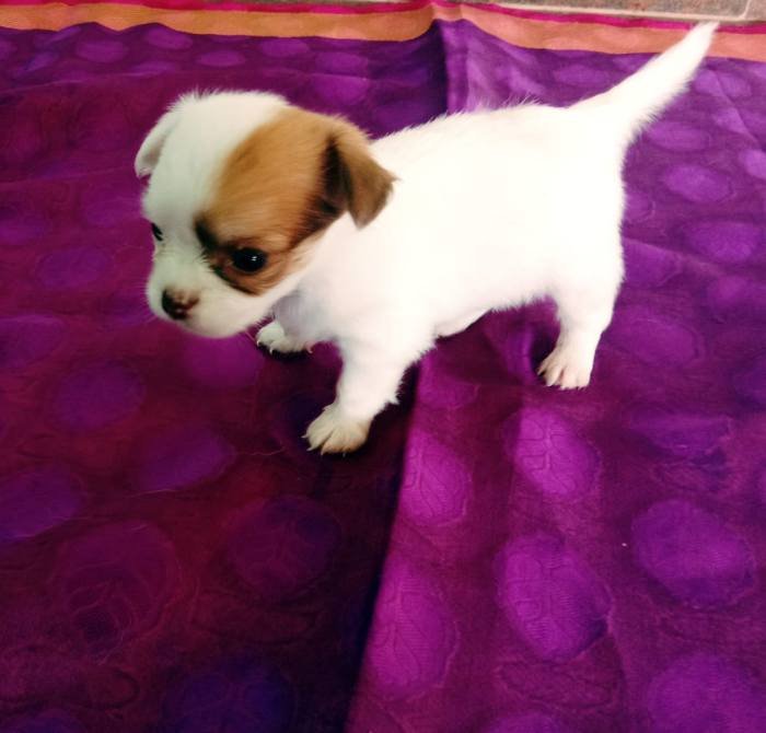 DogsIndia.com - Chihuahua Long Coat - Vignesh