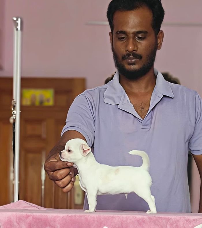 DogsIndia.com - Chihuahua - Vikram - Shreyas