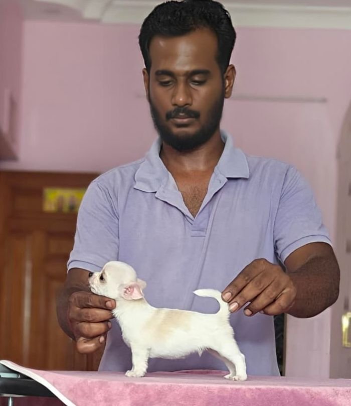 DogsIndia.com - Chihuahua - Vikram - Shreyas