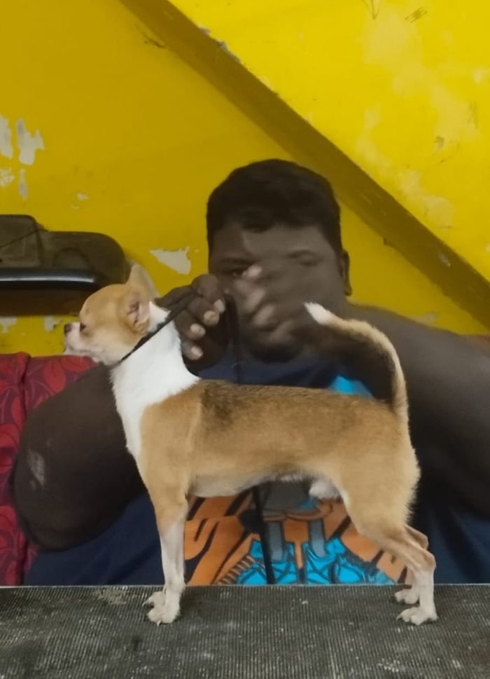 DogsIndia.com - Chihuahua - Vikram Shreyas