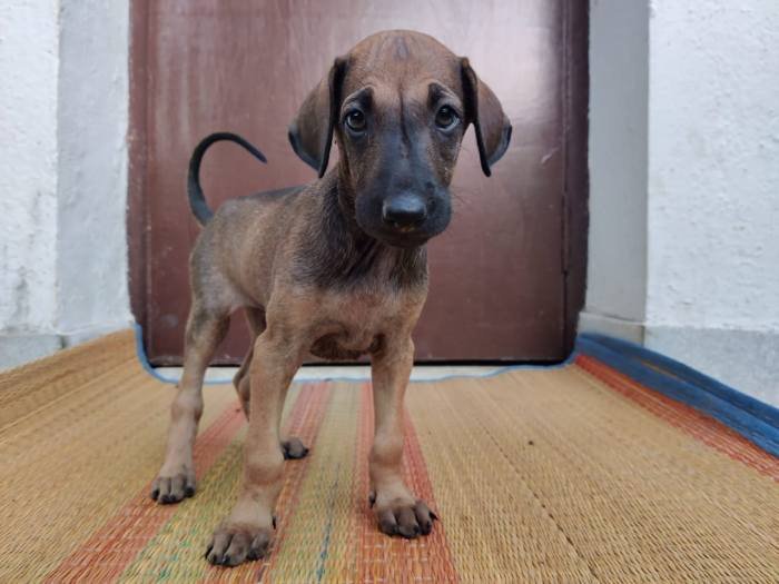 DogsIndia.com - Chippiparai - Ajith