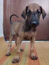 DogsIndia.com - Chippiparai - Ajith