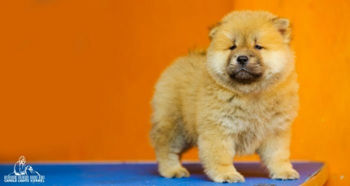 DogsIndia.com - Chow Chow - Candlelights - Kamal