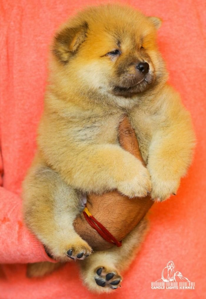 DogsIndia.com - Chow Chow - Candlelights - Kamal