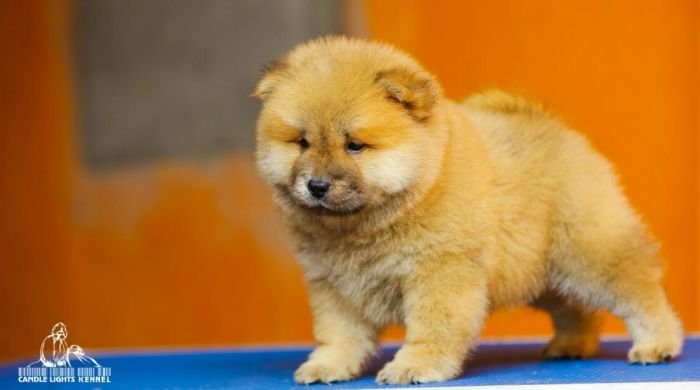 DogsIndia.com - Chow Chow - Candlelights - Kamal