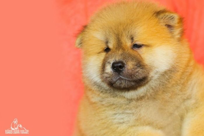 DogsIndia.com - Chow Chow - Candlelights - Kamal