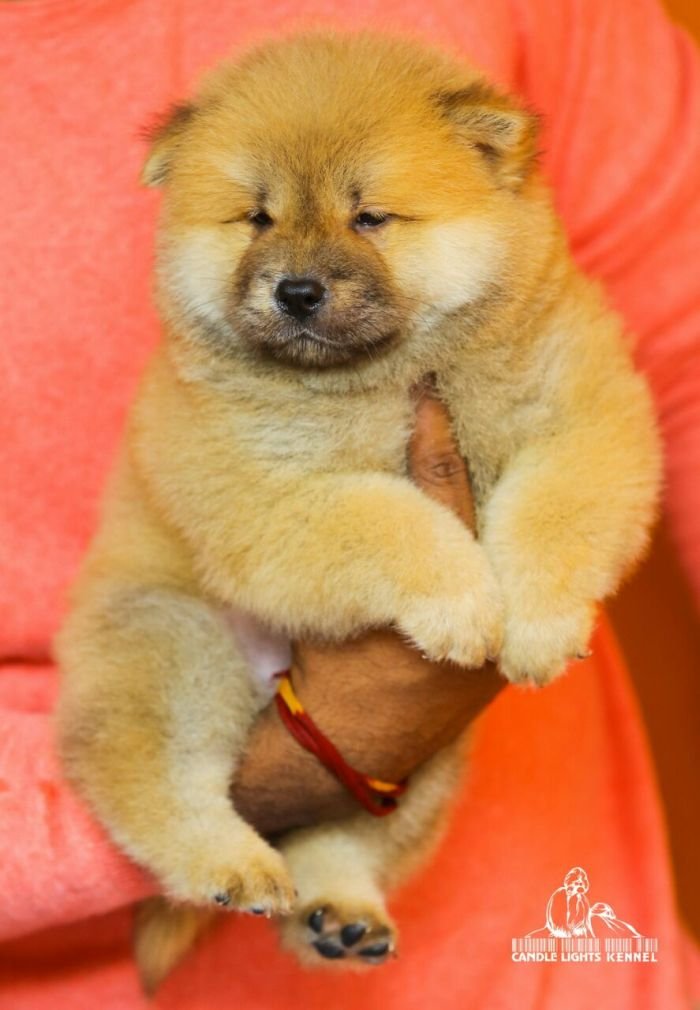 DogsIndia.com - Chow Chow - Candlelights - Kamal
