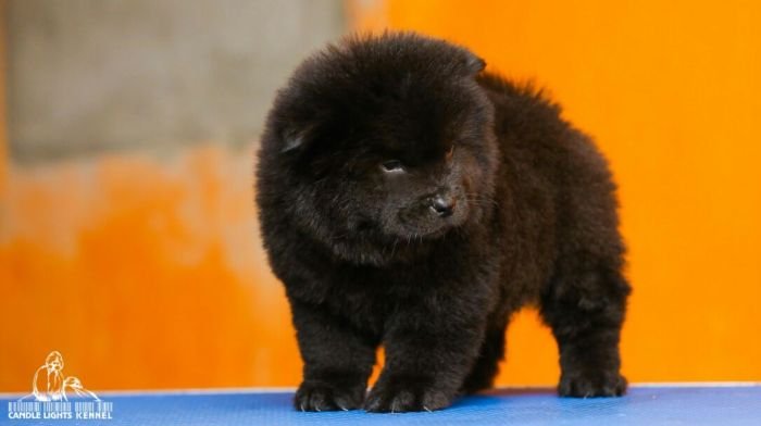 DogsIndia.com - Chow Chow - Candlelights - Kamal