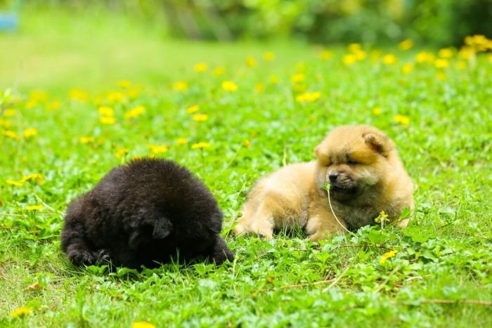 DogsIndia.com - Chow Chow - Candlelights - Kamal