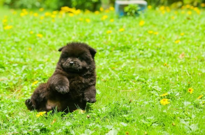 DogsIndia.com - Chow Chow - Candlelights - Kamal