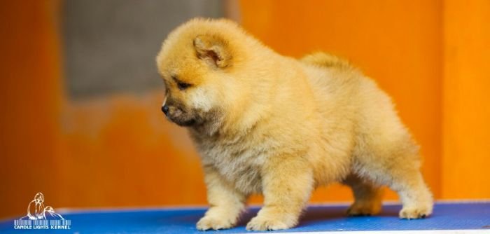 DogsIndia.com - Chow Chow - Candlelights - Kamal